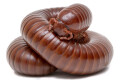 Ophistreptus guineensis Benin adult